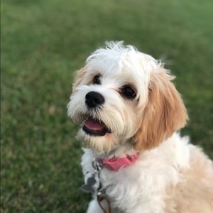 Meet your Posher, Emma